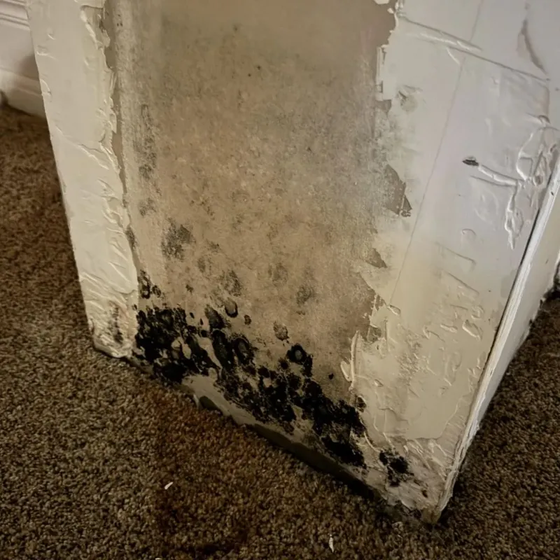 Professional Mold Removal in Winner, SD